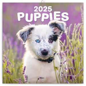 Lemeznaptr Puppies 2026, 30  30 cm